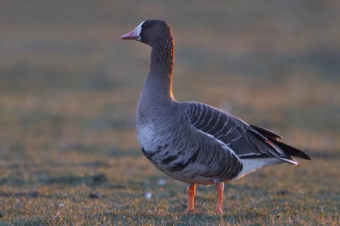 Greater White-fronted Goose (Anser albifrons), North Rhine-Westphalia, Germany
