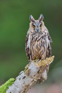 Long-eared owl (Asio otus) Bavaria, Germany