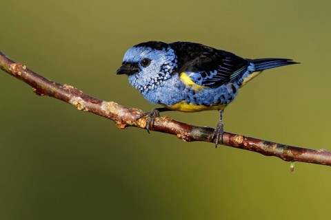 Turquoise Tanager (Mexican Tangara) perched on a branch in the Amazon of Brazil