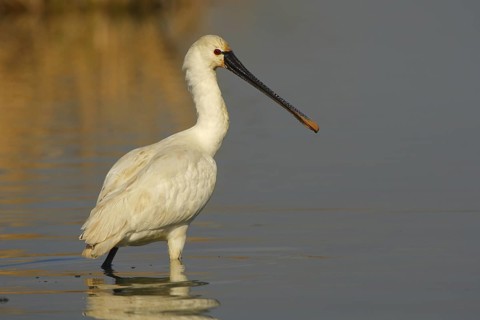 Eurasian Spoonbill (Platalea leucorodia), Seville, Spain