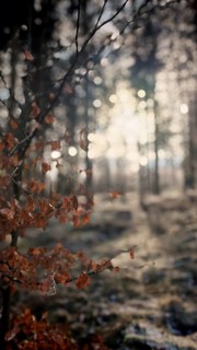 Blurred treetops with beech leaves (fagus) in the foreground, winter hike on the Rennsteig,