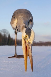Grey Heron (Ardea cinerea), Berlin, Germany