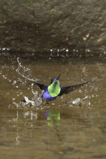 Crowned Woodnymph (Thalurania colombica) bathing, Costa Rica