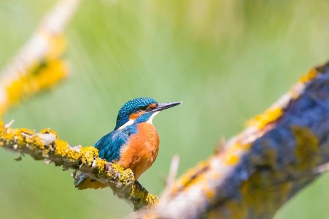 Common kingfisher (Alcedo atthis), Lower Saxony, Federal Republic of Germany