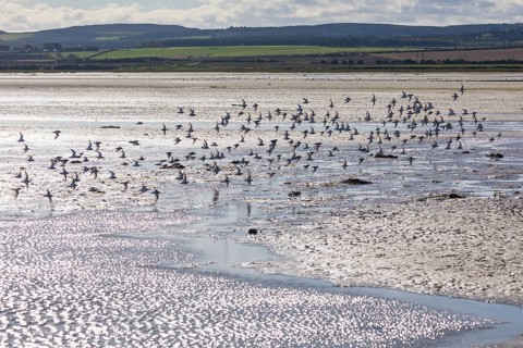 A flock of migratory Golden Plover (Pluvialis apricaria), flying across the mudflats of Holy Island
