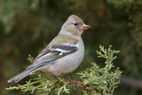 Atlas Chaffinch - Afrikanischer Buchfink - Fringilla coelebs ssp. africana, Morocco, female
