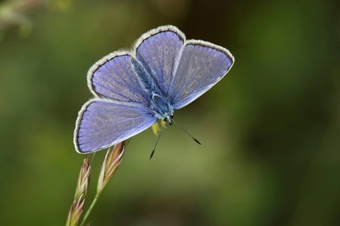 Male blue butterfly (Polyommatus icarus), Jechtingen, Kaiserstuhl, Baden-Württemberg, Germany