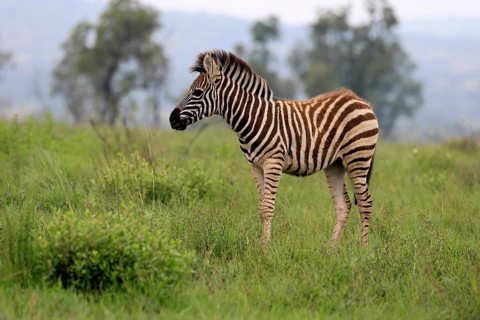 Burchell's zebra (Equus quagga burchelli), Burchell's zebra, young animal, alert, foraging,