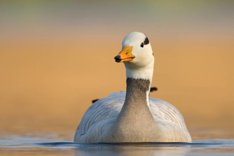 Bar-headed Goose (Anser indicus), Utrecht, Netherlands
