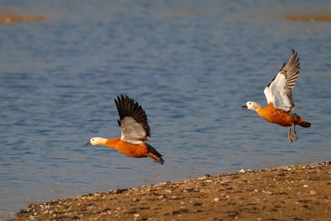 Ruddy Shelduck (Tadorna ferruginea) flying, North Rhine-Westphalia, Germany