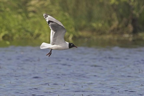 Franklin's Gull (Leucophaeus pipixcan) flying, Alberta, Canada