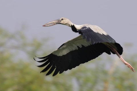 Asian Openbill (Anastomus oscitans) flying, Keoladeo National Park, India