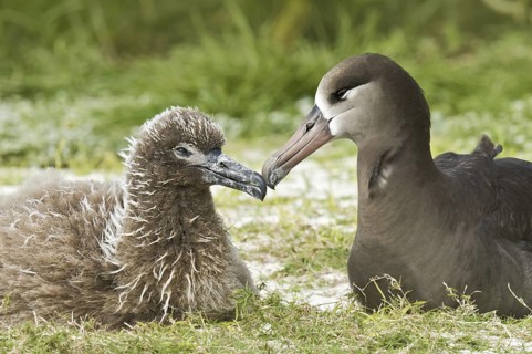 Black-footed Albatross (Phoebastria nigripes), Hawaii, USA