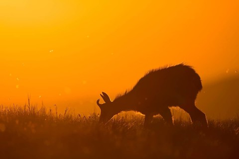 Chamois (Rupicapra rupicapra) adult in sunrise, France
