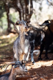 Domestic goats (Capra aegagrus hircus), Peloponnese, Greece