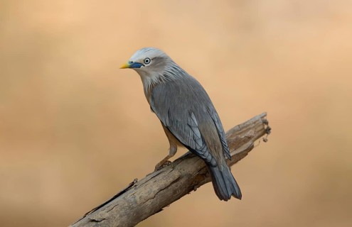 Chestnuttailed Starling Sturnia malabarica perched on a dry branch, Sreepur, Gazipur, Bangladesh
