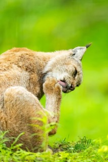 Eurasian lynx (Lynx lynx) sitting in the grass, Bavaria, Germany