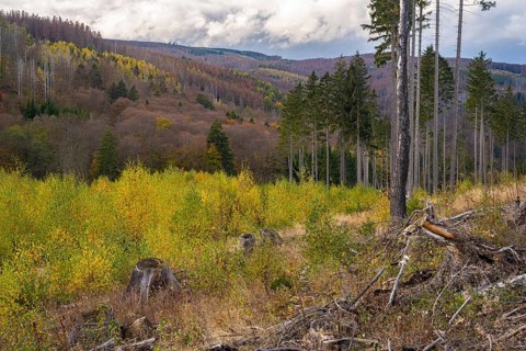 Forest death in the Harz Mountains, forest, wind throw, storm, Ilsenburg, Saxony-Anhalt, Germany
