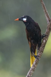 Montezuma Oropendola (Psarocolius montezuma), Costa Rica