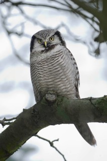 Northern Hawk-Owl (Surnia ulula), Saxony, Germany