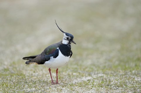 Kiebitz (Vanellus vanellus), Lapwing, Altvogel zur Balzzeit, April, Insel Texel, Nordsee,