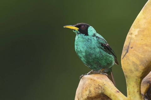 Green Honeycreeper (Chlorophanes spiza) male, Costa Rica