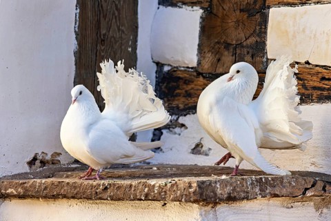 Two white doves stand on a stone ledge in front of wooden walls, The white doves at Wartburg Castle