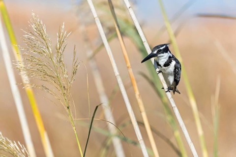 Grey kingfisher, (Ceryle rudis), Alcyon pie, family of kingfishers, animals, birds, Israel