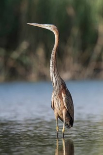 Purple Heron (Ardea purpurea) foraging, Eilat, Israel