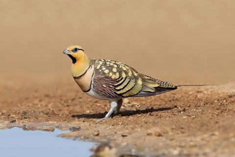 Pin-tailed Sandgrouse (Pterocles alchata) male at waterhole, Negev, Israel