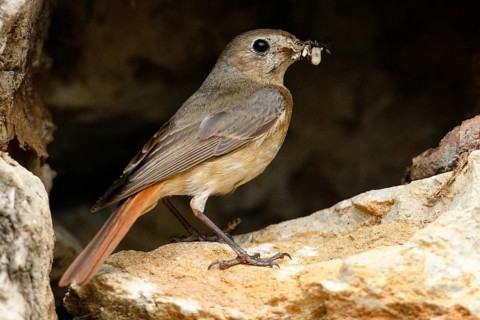 Common Redstart (Phoenicurus phoenicurus) female with feed in beak, Asturias, Spain