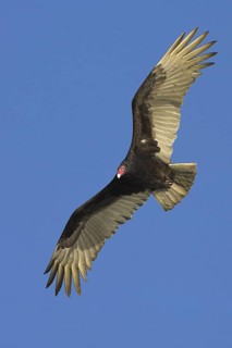 Turkey Vulture (Cathartes aura), Florida, USA