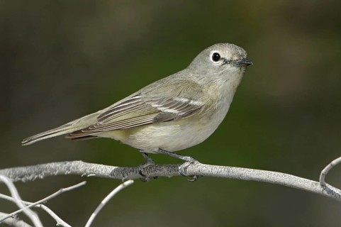 Cassin's Vireo (Vireo cassinii), California, USA