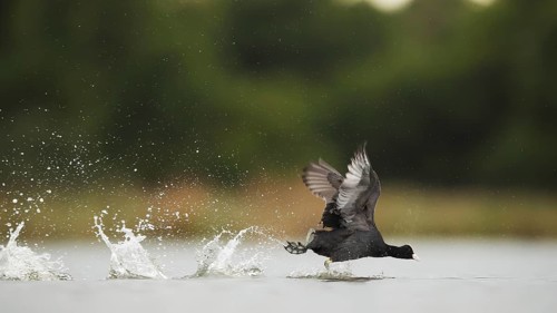A European coot energetically runs across the water surface in Puebla de BeleÃ±a, Spain. The