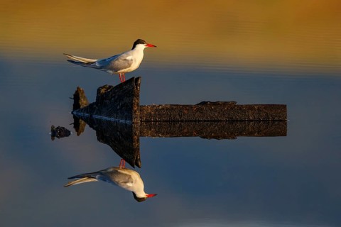 Common Tern (Sterna hirundo), Greece