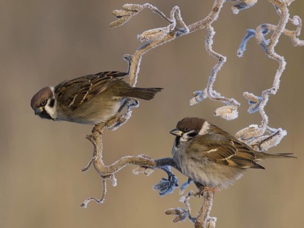 Eurasian Tree Sparrow (Passer montanus), Utrecht, Netherlands