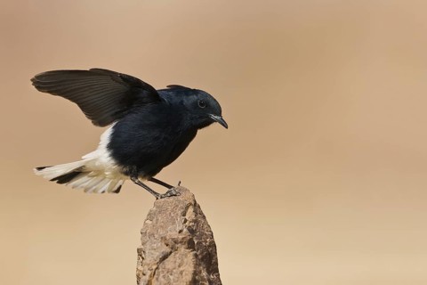 White-crowned Wheatear (Oenanthe leucopyga) juvenile, Eilat, Israel