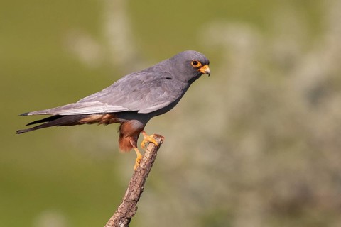 Red-footed Falcon (Falco vespertinus) male perched on a branch, Subotica, Serbia