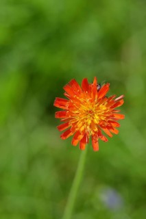 Orange hawkweed, orange-red hawkweed (Hieracium aurantiacum), flower on a rough meadow, Wilnsdorf,