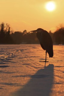 Grey Heron (Ardea cinerea), Berlin, Germany