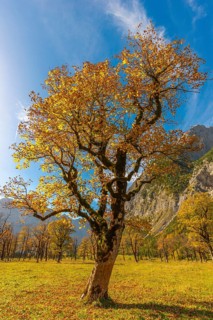 Engtal, Großer Ahornboden, Karwendel Mountains, Kalkalpen, Austria, Autumn-coloured sycamore maple