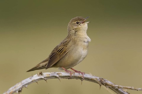 Common Grasshopper Warbler (Locustella naevia) singing, Cheshire, United Kingdom