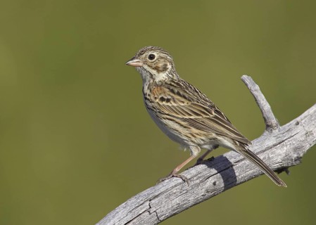 Vesper Sparrow (Pooecetes gramineus), Michigan, USA