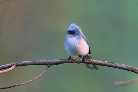 White-tailed Blue Flycatcher (Elminia albicauda) perched on a branch, Uganda