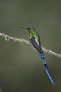 Long-tailed Sylph (Aglaiocercus kingii), Ecuador