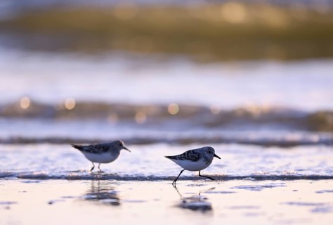 Sanderling (Calidris alba) on the beach with waves, Texel, North Holland, Netherlands