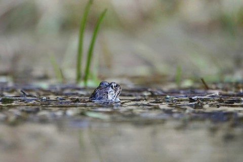 Common frog in a pond, Saxony, Germany