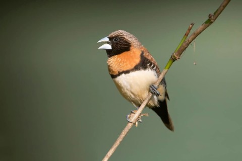 Chestnut-breasted Mannikin (Lonchura castaneothorax) singing from twig, Queensland, Australia