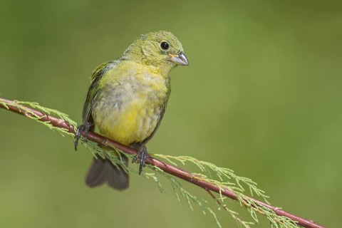 Painted Bunting (Passerina ciris) female perched on a branch, Texas, USA