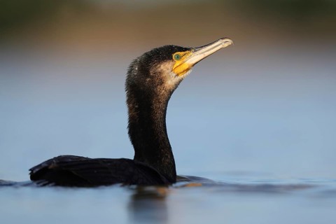A large cormorant gracefully swimming in the tranquil waters of a lake near Puebla de BeleÃ±a,
